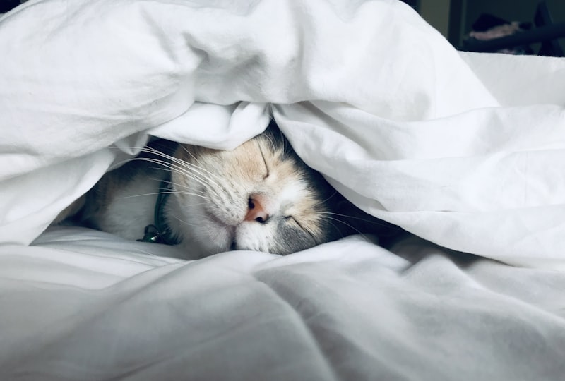 500天的睡眠数据记录，平均入睡时间从01:30提前到了23:15